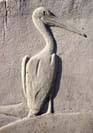 16 5 Detail Pelican